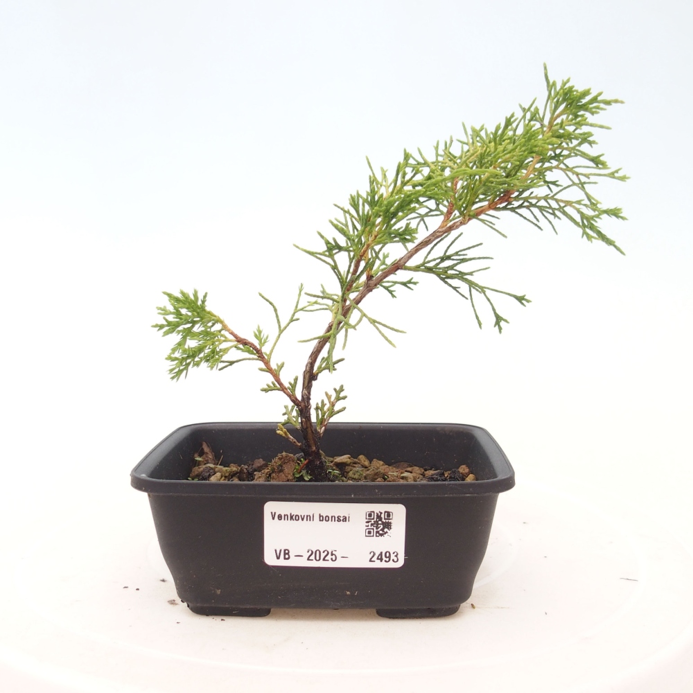 Kültéri bonsai - Juniperus chinensis Itoigawa