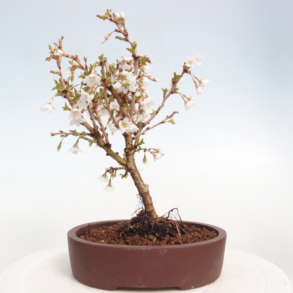 Kültéri bonsai - Prunus incisa Kojou-no mai-Plivon kivágva