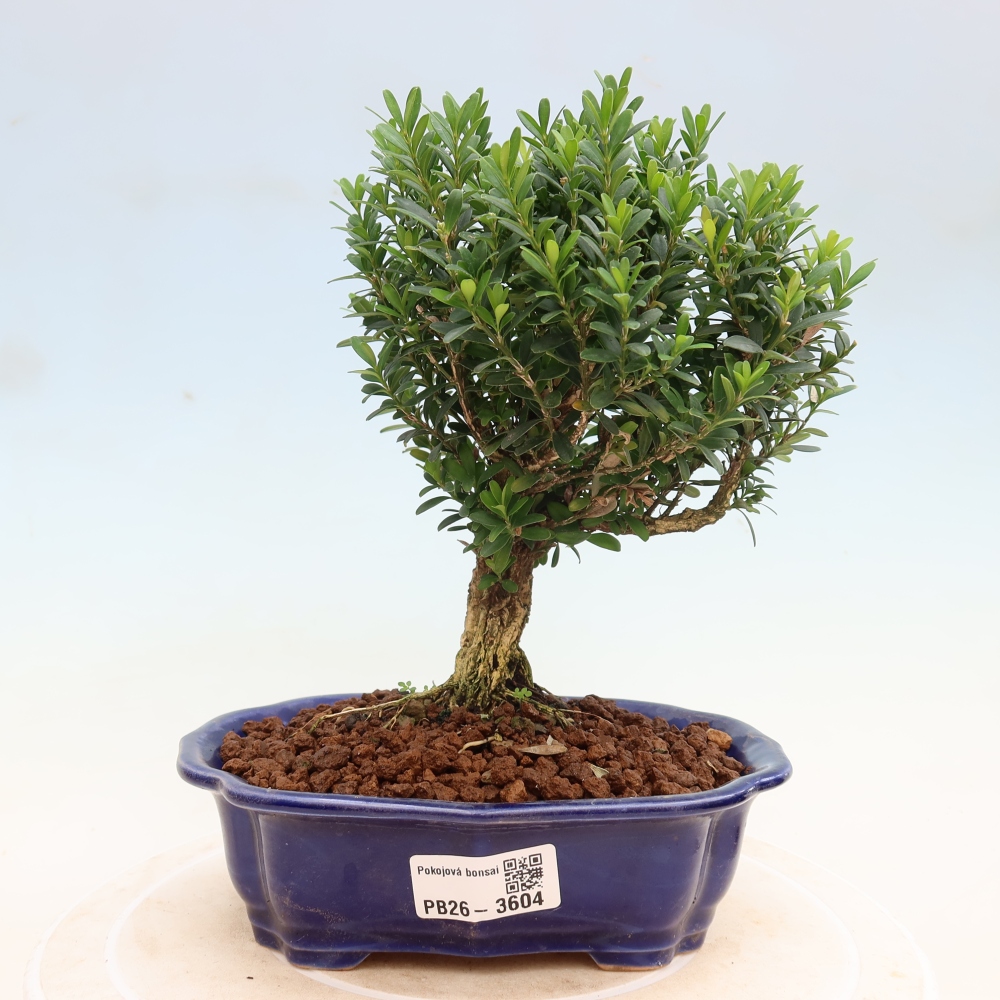 Szobai bonsai - Buxus harlandii - parafa buxus