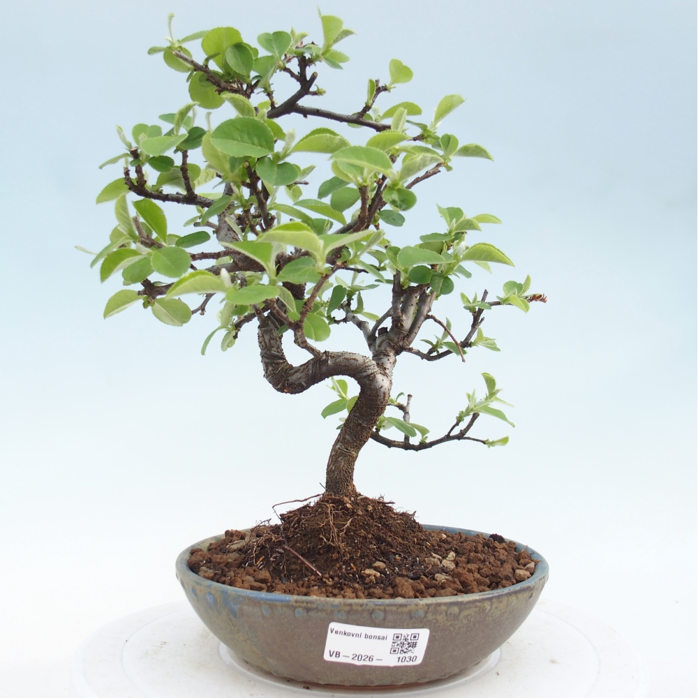 Kültéri bonsai - Chaneomeles chinensis