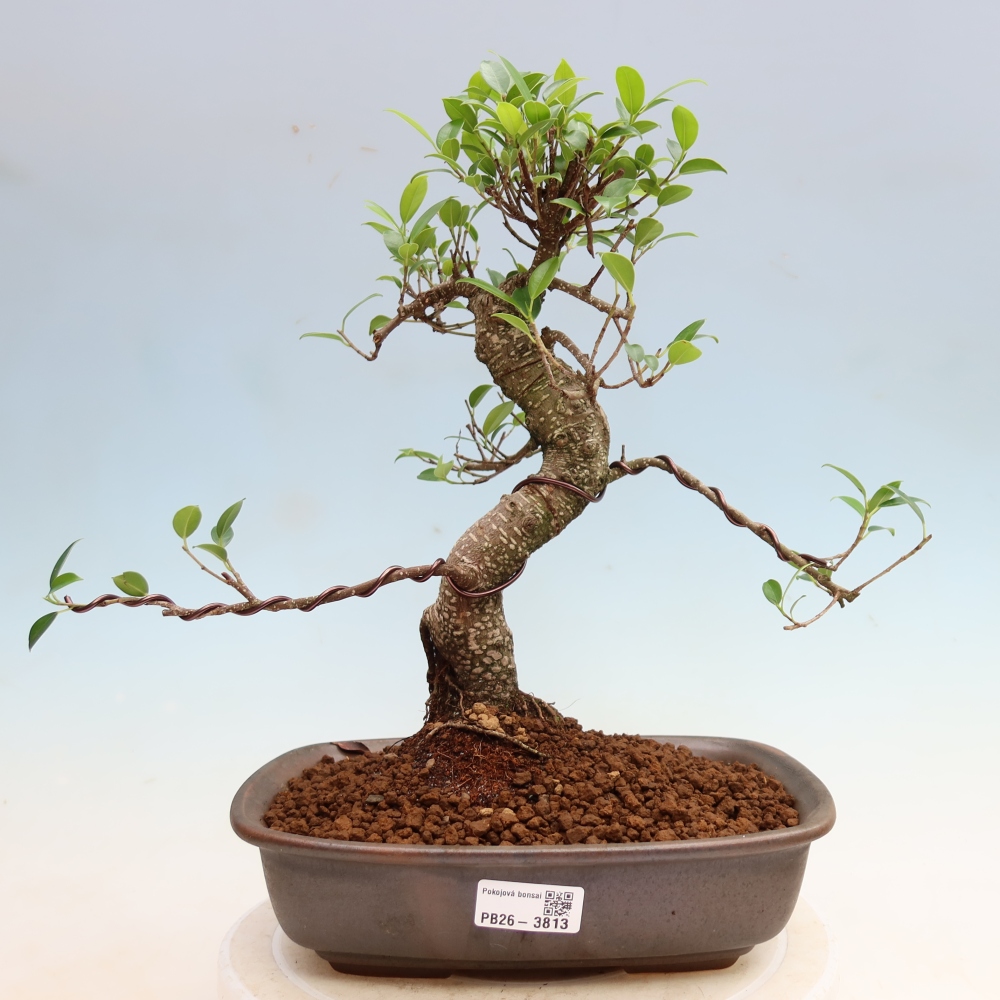 Szobai bonsai - Ficus kimmen - kislevelű fikusz
