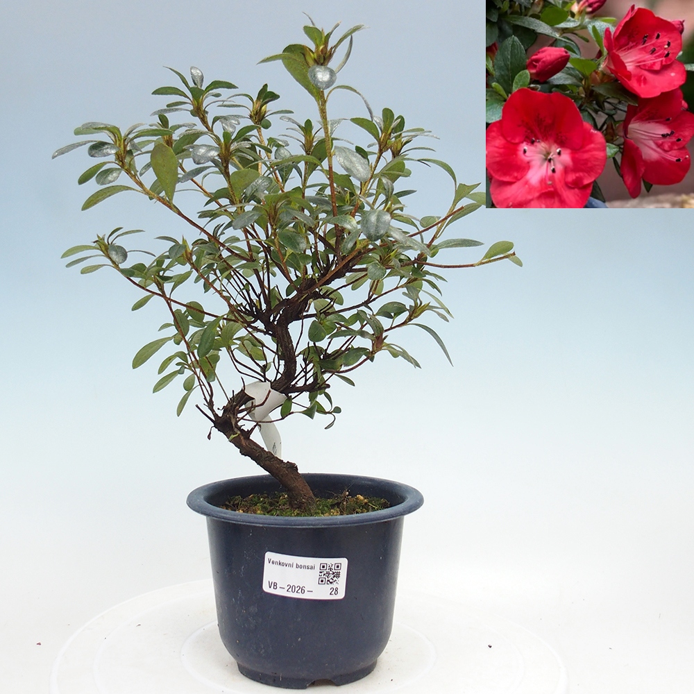Kültéri bonsai - Japán azálea - Azalea Benibeni