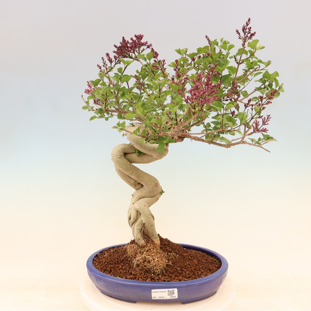 Kültéri bonsai - Syringa microphylla - kisvirágú lila