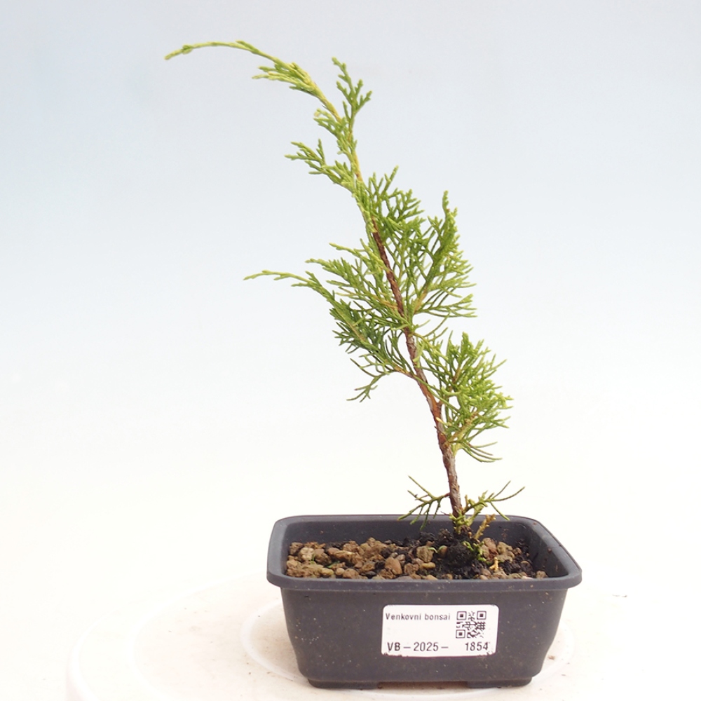 Kültéri bonsai - Juniperus chinensis Itoigawa