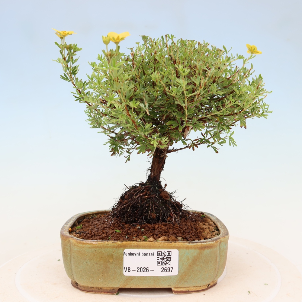 Kültéri bonsai – bokros potentilla – Potentilla fruticosa Goldkissen