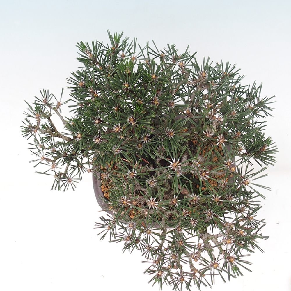Kültéri bonsai - Pinus thunbergii Kotobuki - Thunberg fenyő