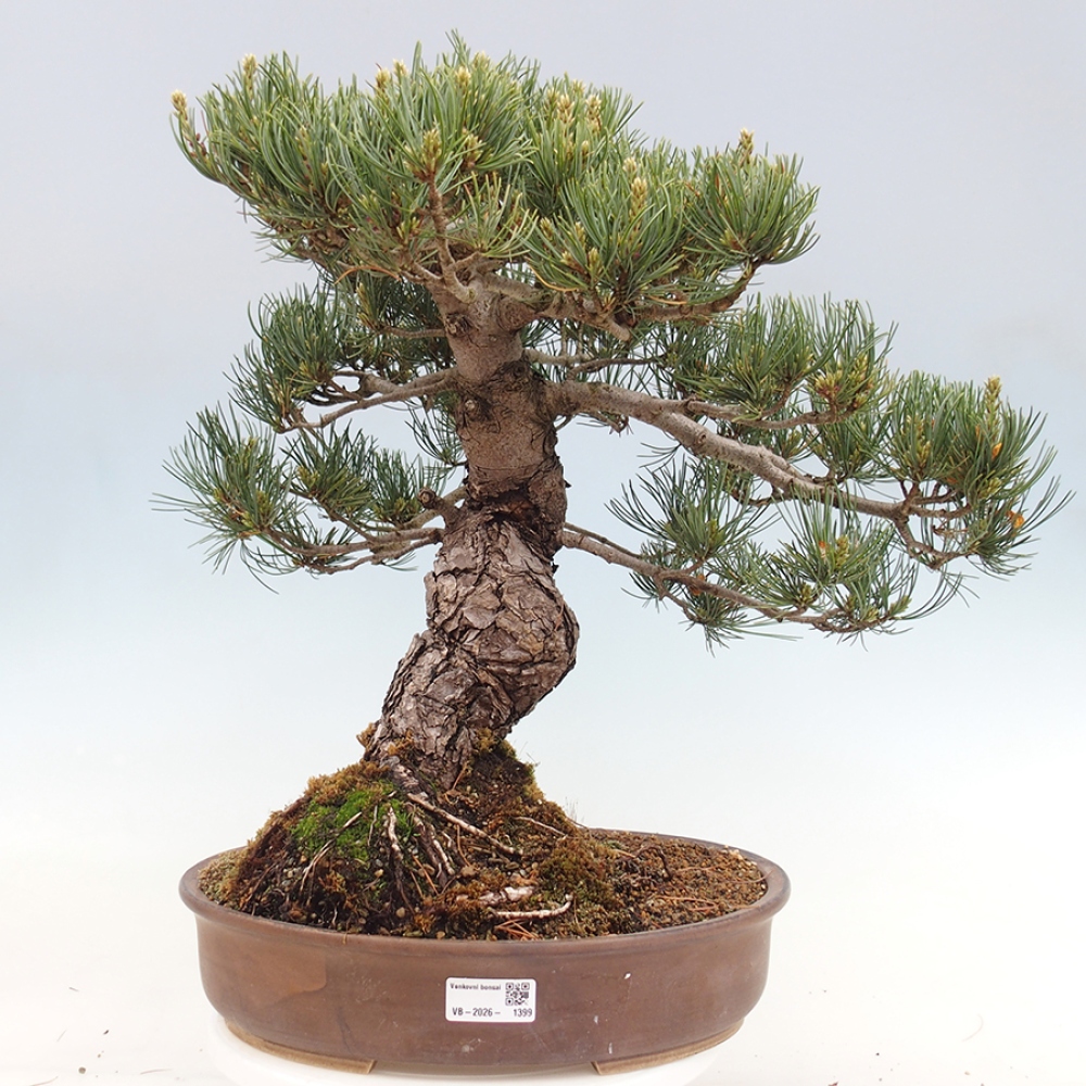 Kültéri bonsai - Pinus parviflora - Pinus parviflora