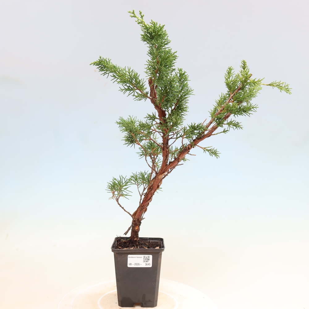 Kültéri bonsai - Juniperus chinensis Kishu