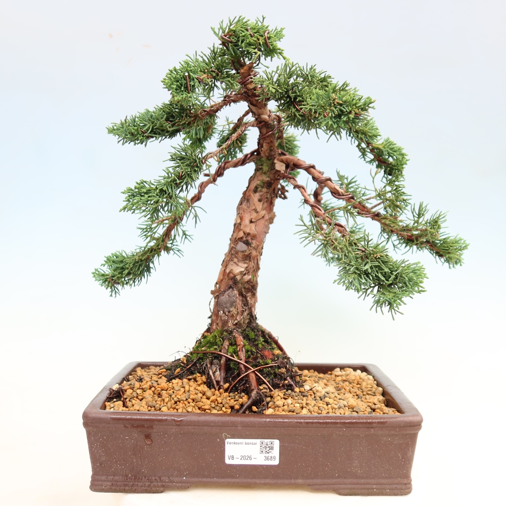 Kültéri bonsai - Juniperus chinensis Kishu