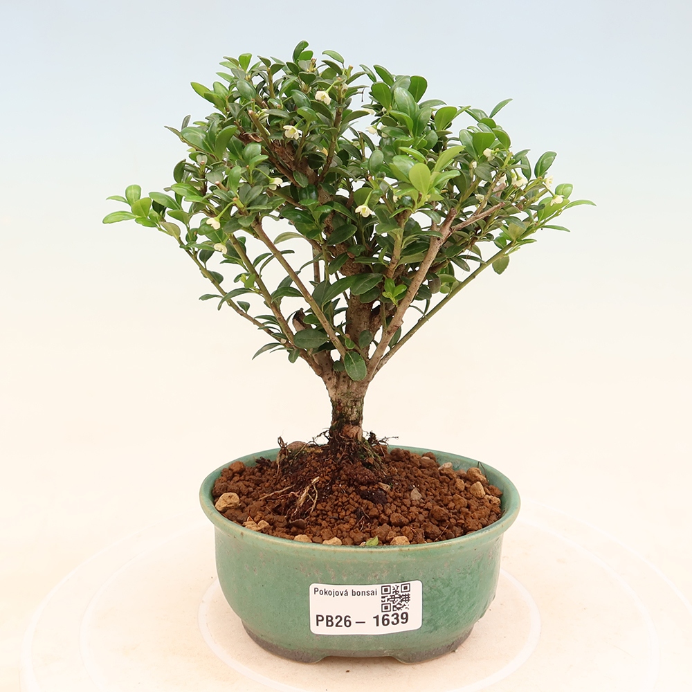 Szobai bonsai - Ilex crenata - Holly
