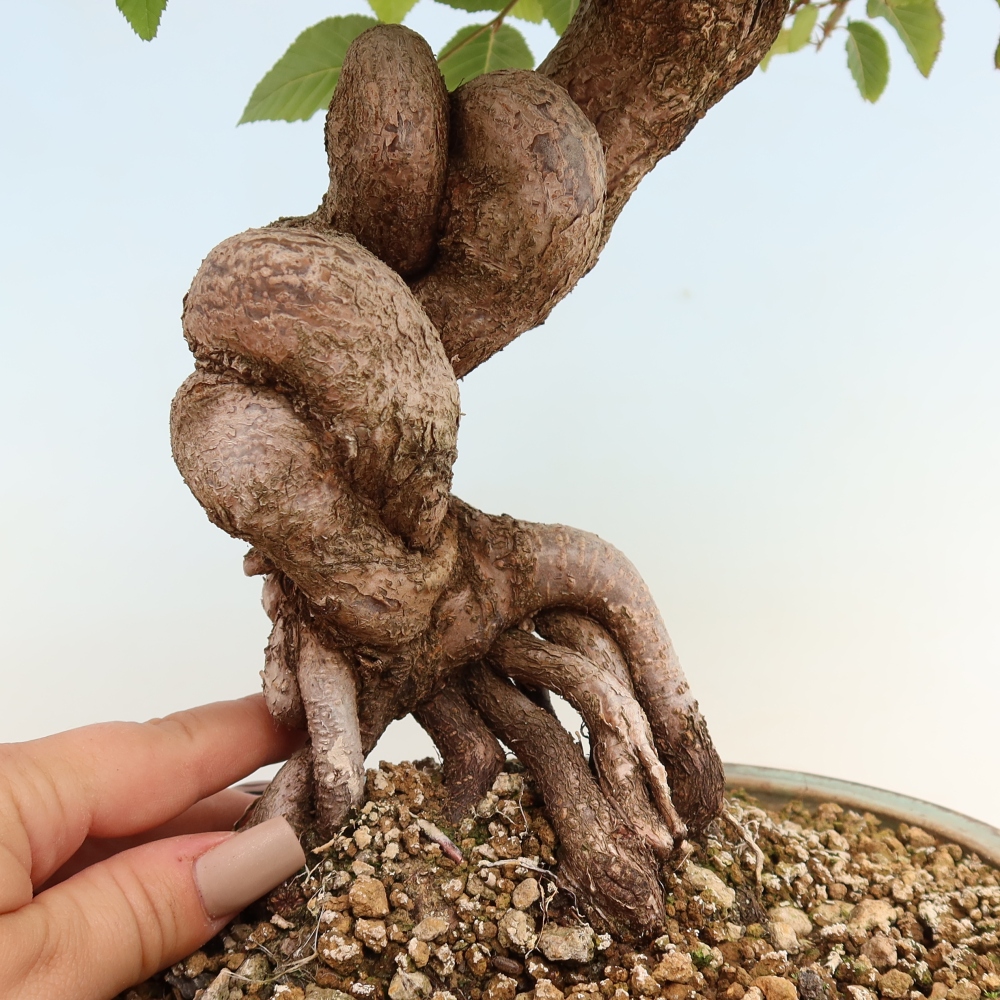 Kültéri bonsai -Carpinus CARPINOIDES - Koreai gyertyánfa