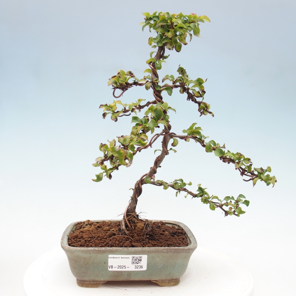 Kültéri bonsai - Chaneomeles s. Red Joy - birs