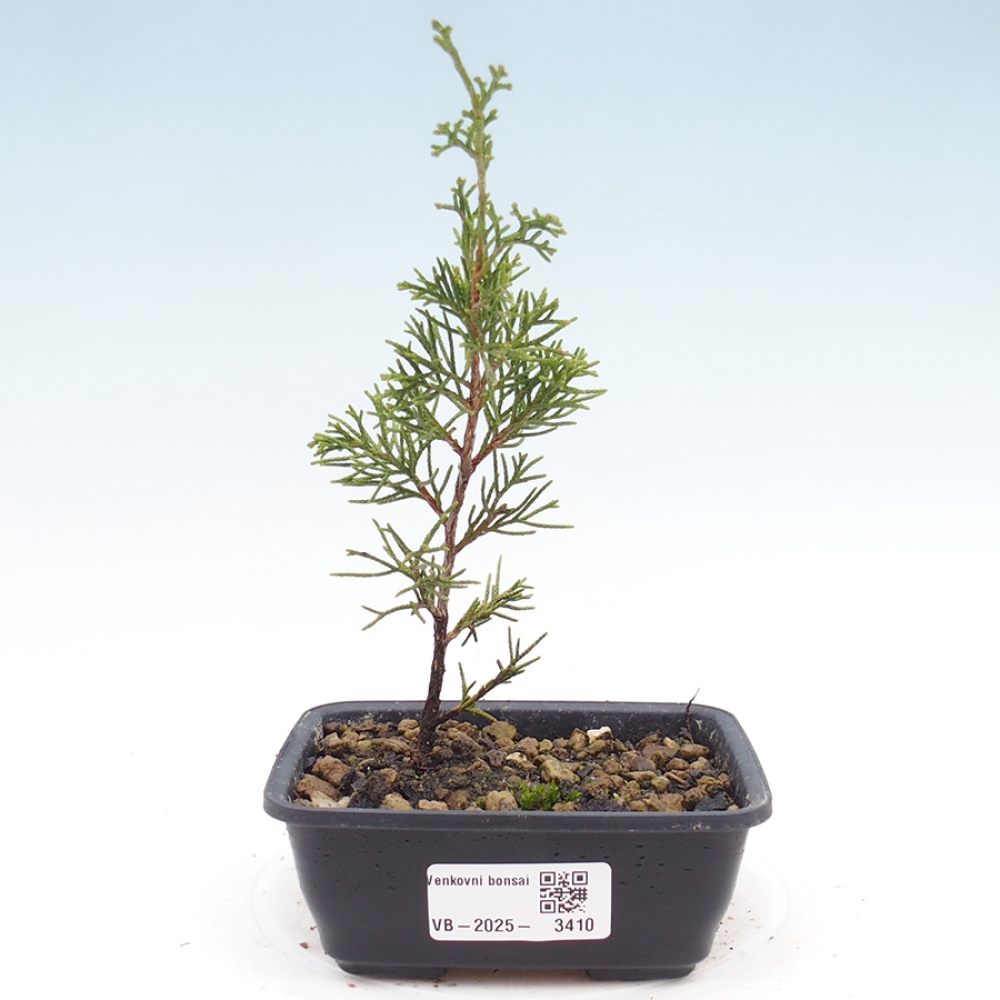 Kültéri bonsai - Juniperus chinensis Itoigawa