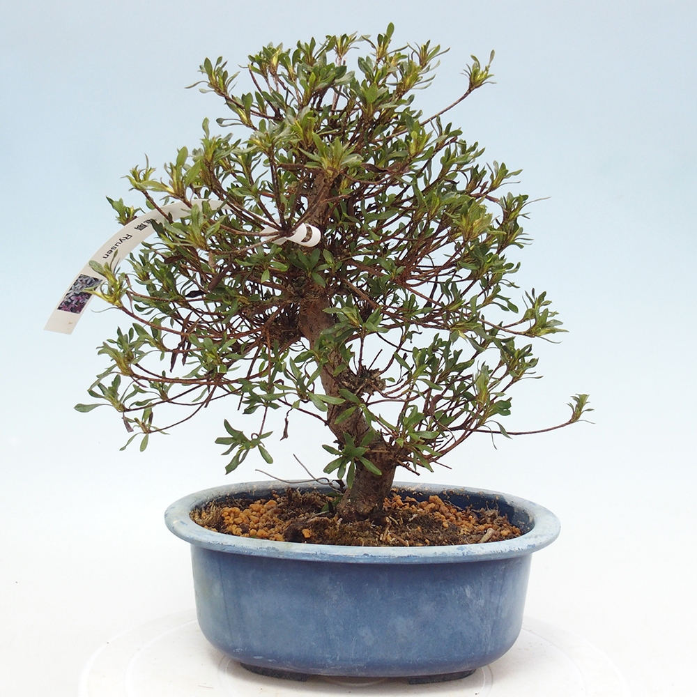 Kültéri bonsai - Japán azálea - Azalea Ryusen