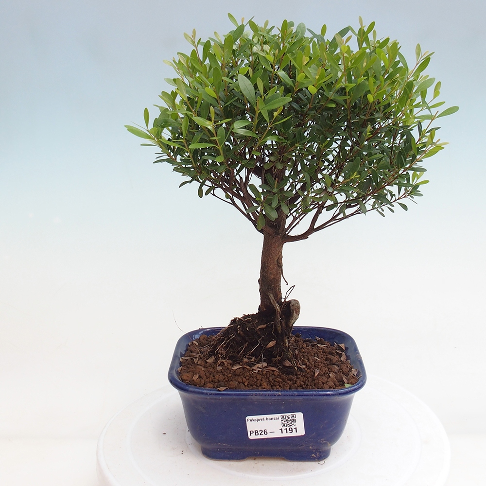 Szobai bonsai - Syzygium - Pimento