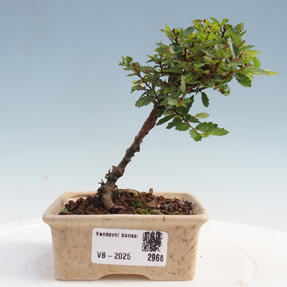 Kültéri bonsai - Ulmus parvifolia Sagei - Kislevelű szilfa