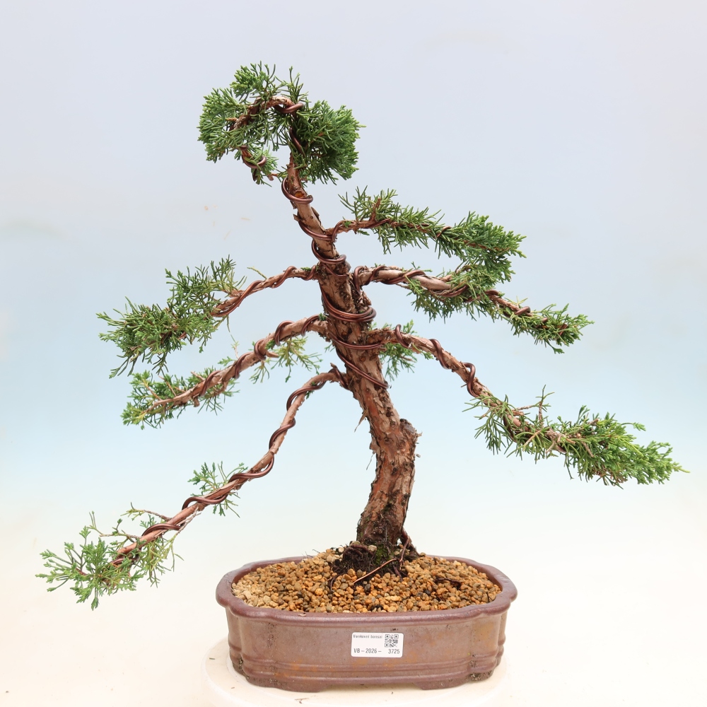 Kültéri bonsai - Juniperus chinensis Kishu