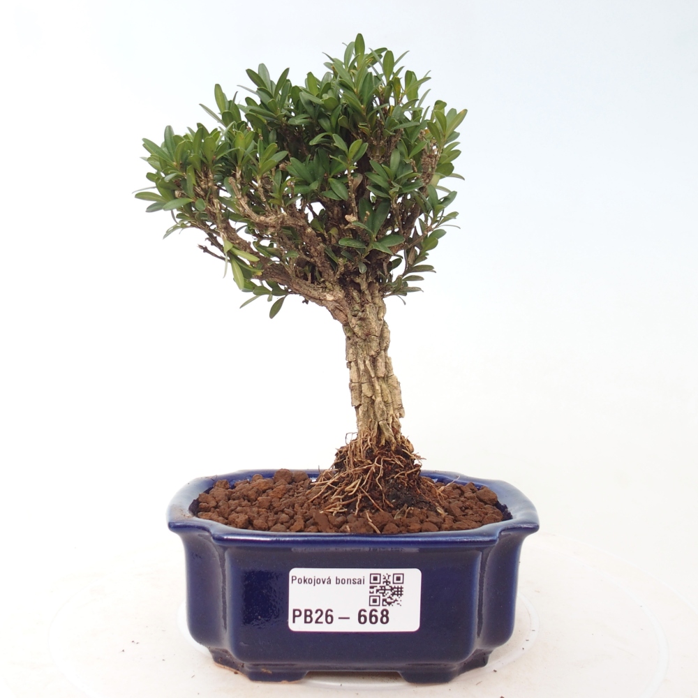 Szobai bonsai - Buxus harlandii - parafa buxus