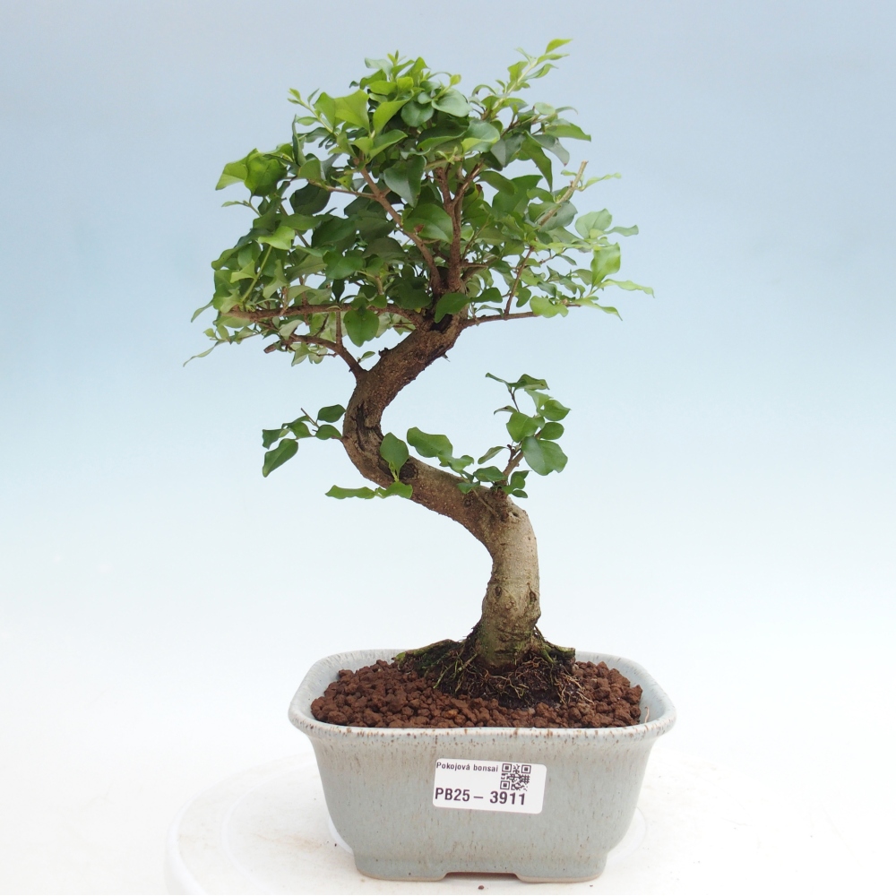Szobai bonsai -Ligustrum chinensis - Madárcsőr