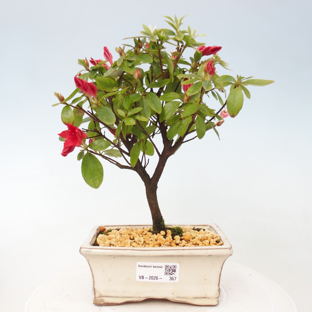 Kültéri bonsai - japán azálea - Azalea sp.