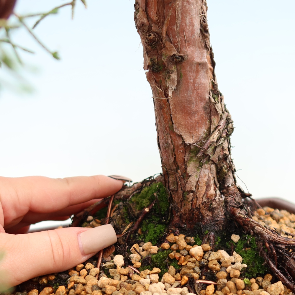 Kültéri bonsai - Juniperus chinensis Kishu