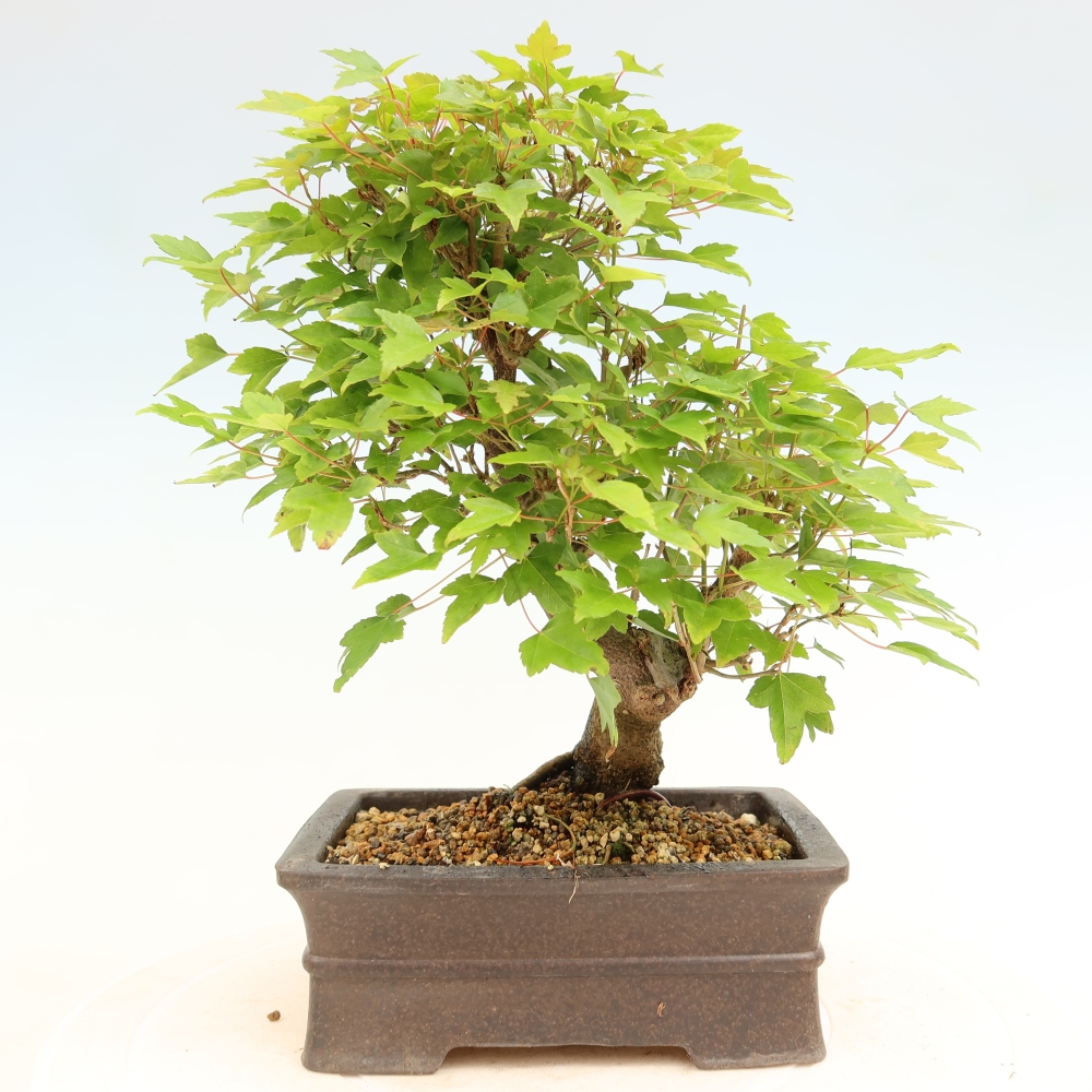 Kültéri bonsai - Juhar Burger - Acer Burgerianum