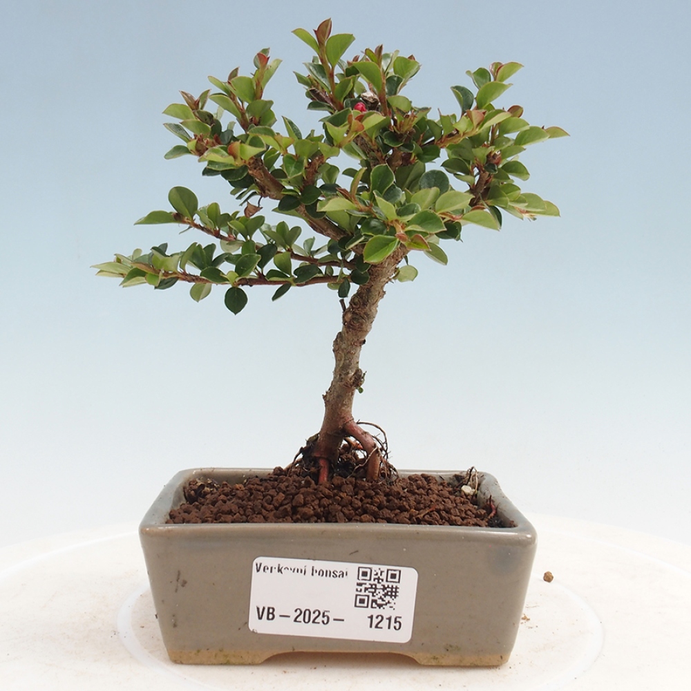 Kültéri bonsai - Cotoneaster horizontalis - Rocky Mountain
