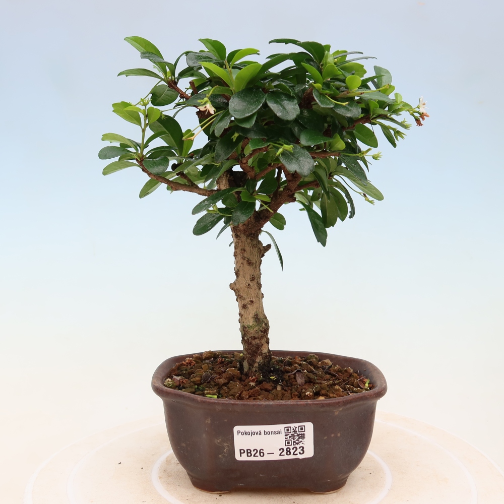Szobai bonsai - Carmona macrophylla - Tea fuki
