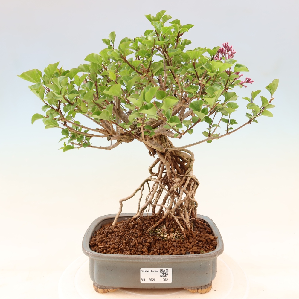 Kültéri bonsai - Syringa microphylla - kisvirágú lila