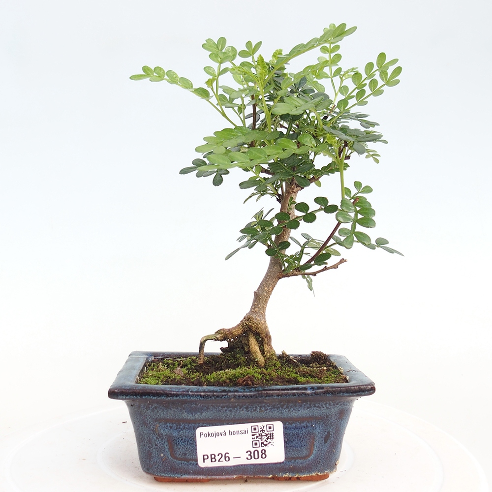 Szobai bonsai - Zantoxylum piperitum - borsfa