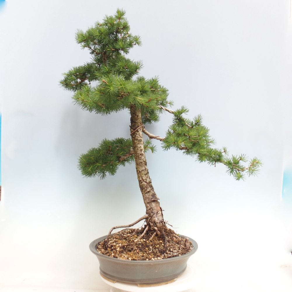 Kültéri bonsai - Larix decidua - vörösfenyő