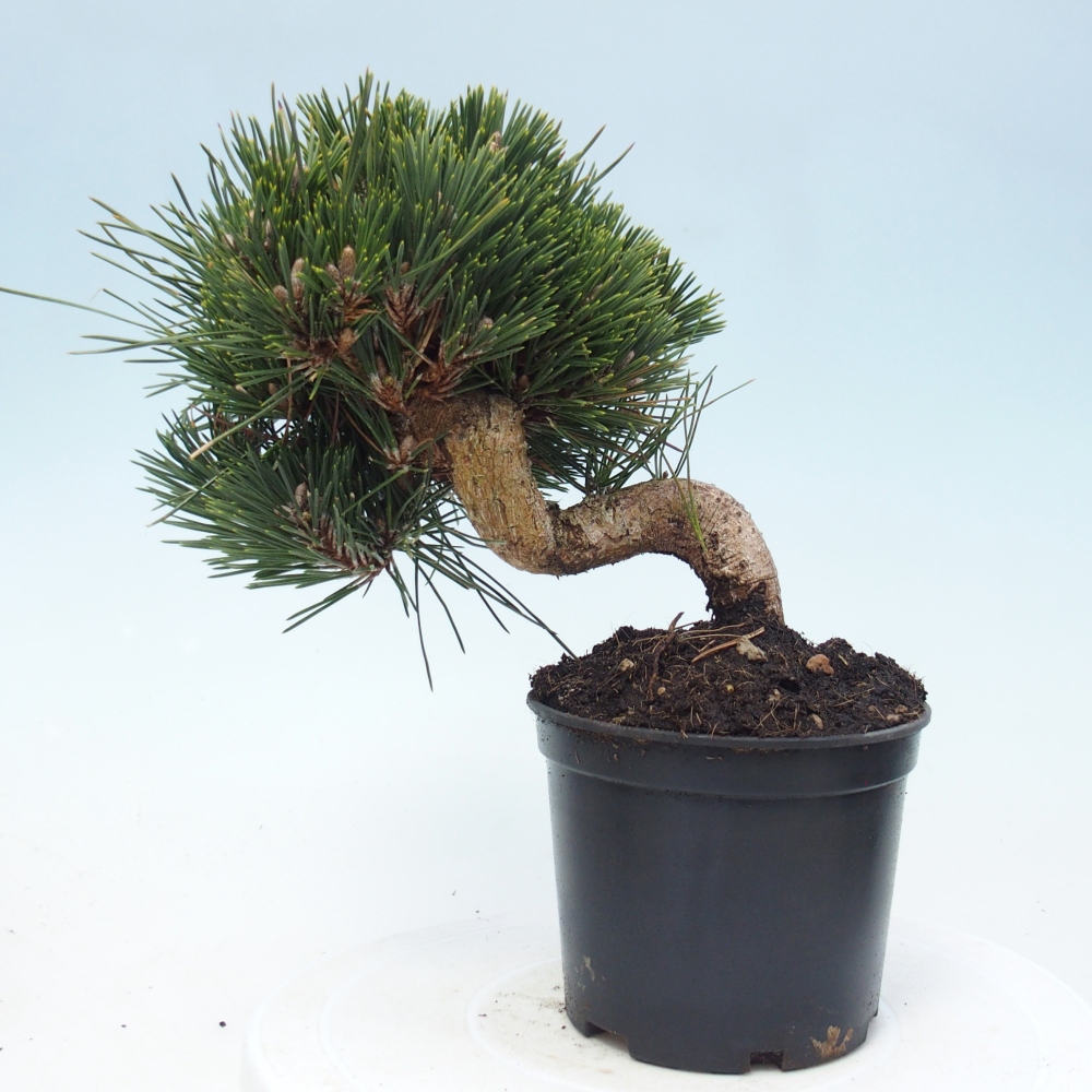 Kültéri bonsai - Pinus thunbergii senjyumaru - Thunberg fenyő