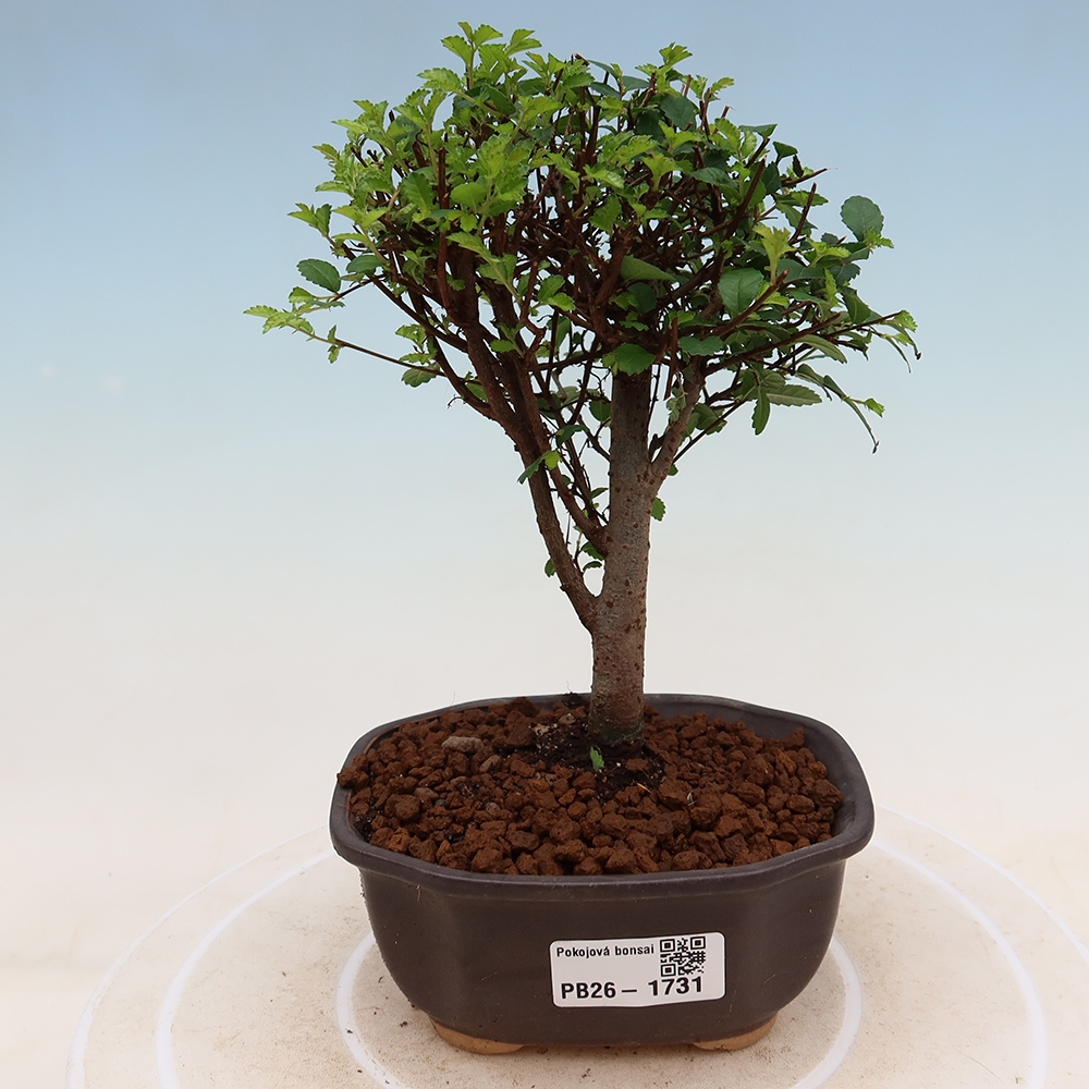 Szobai bonsai - Ulmus parvifolia - Kislevelű szilfa