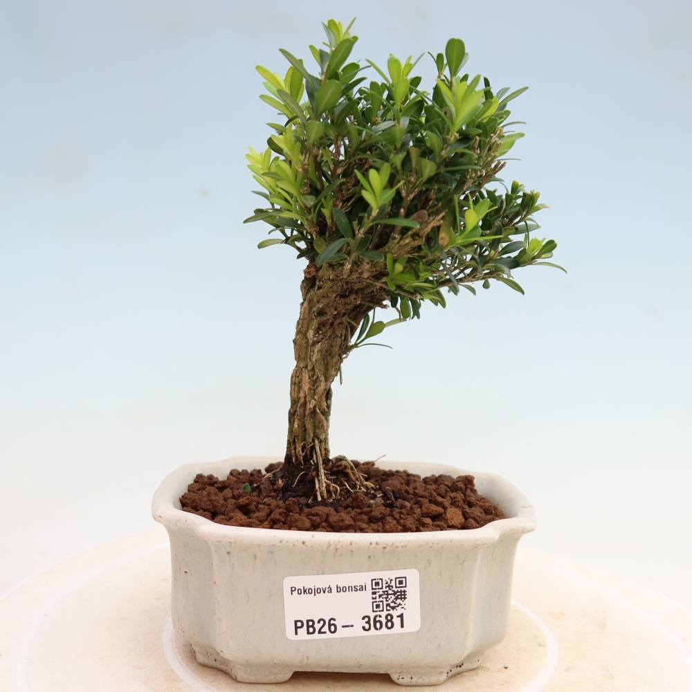 Szobai bonsai - Buxus harlandii - parafa buxus