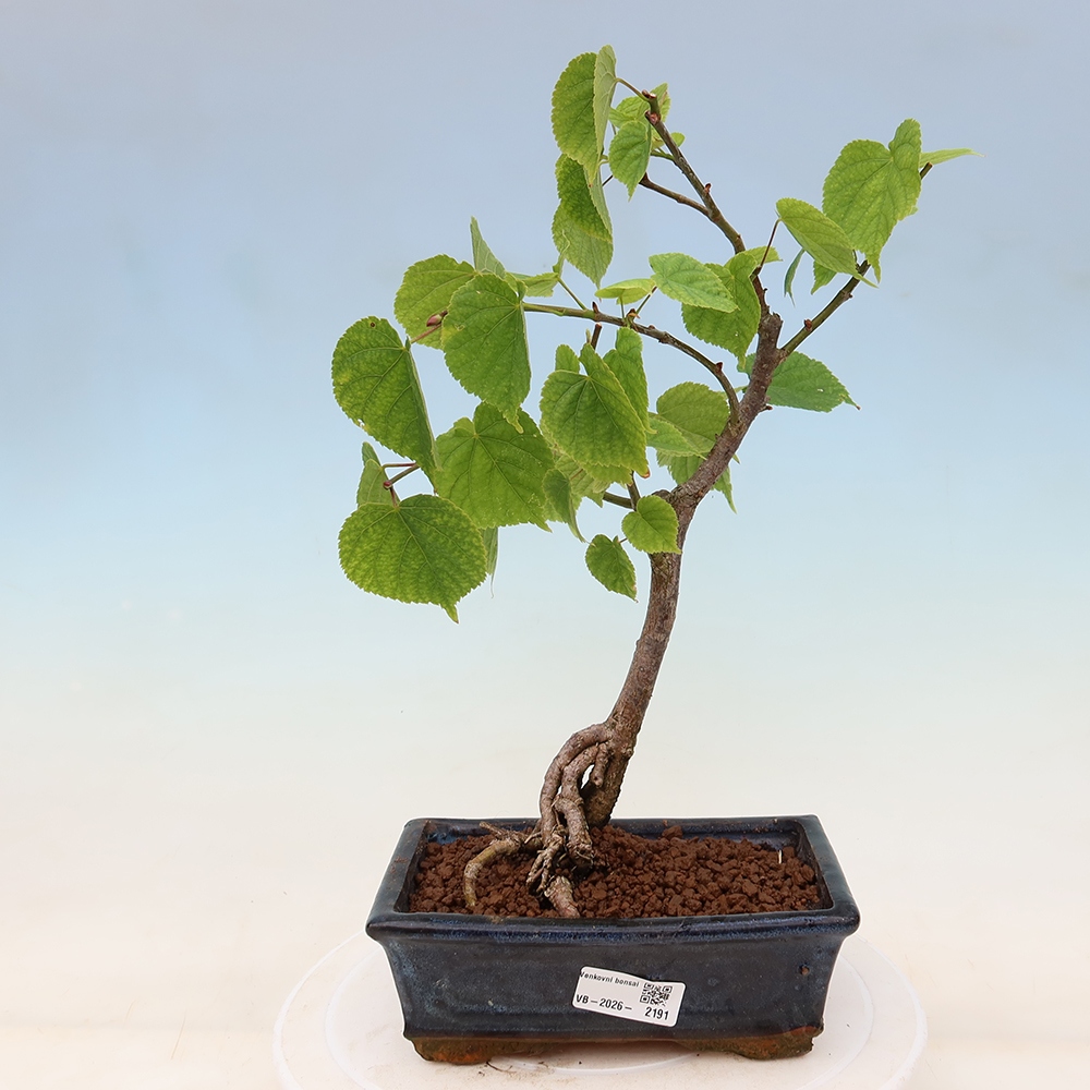 Kültéri bonsai – Szívlevelű hárs – Tilia cordata