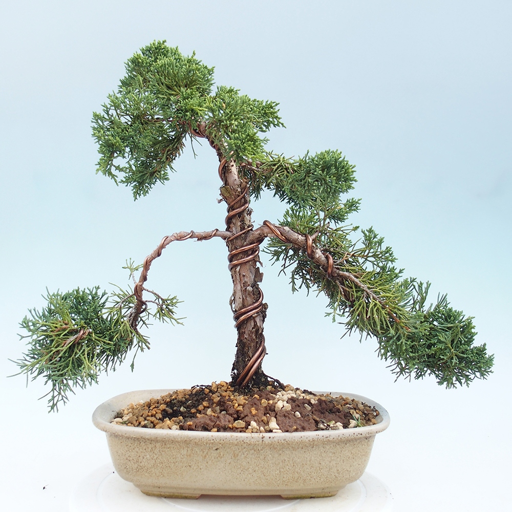 Kültéri bonsai - Juniperus chinensis Kishu