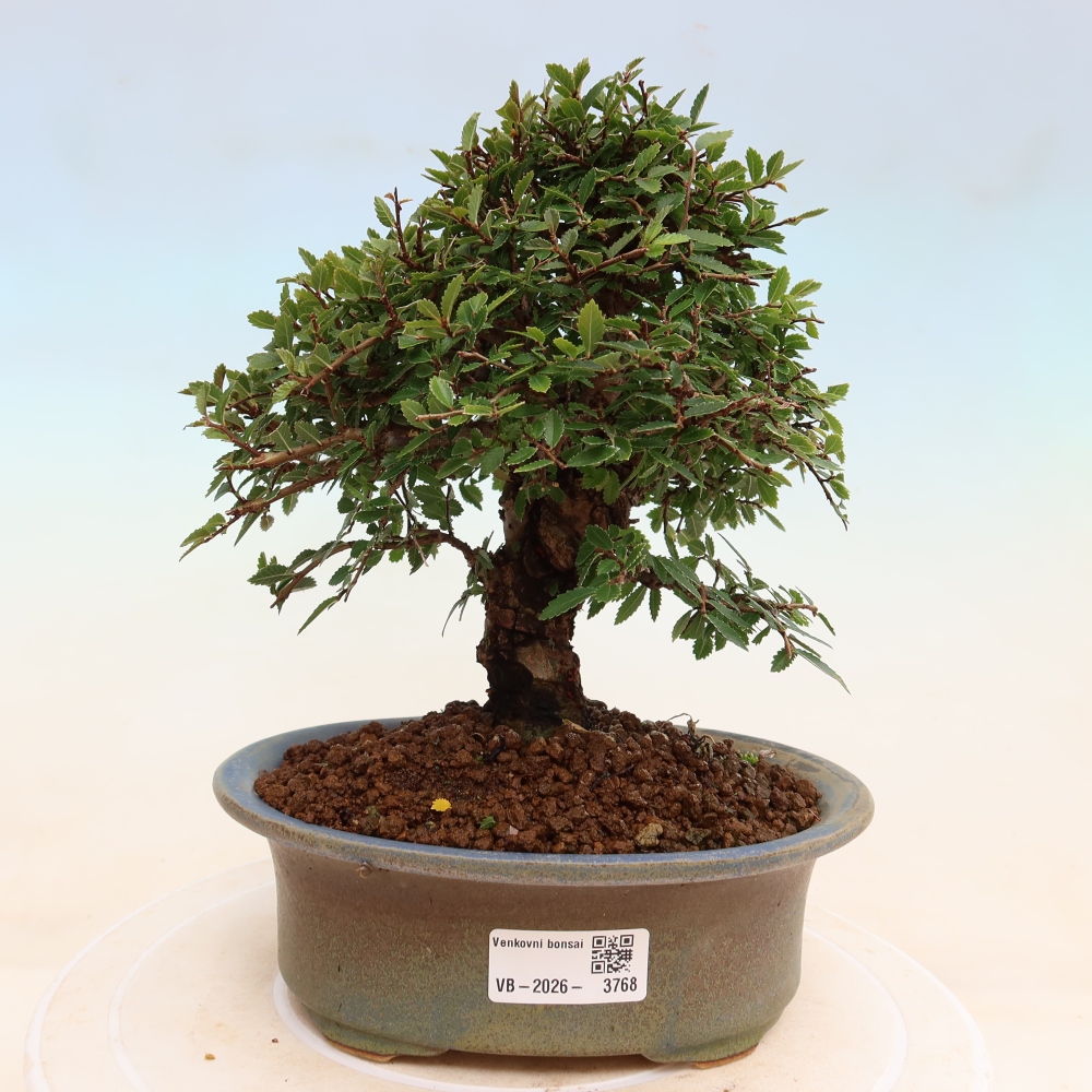 Kültéri bonsai - Zelkova - Zelkova NIRE