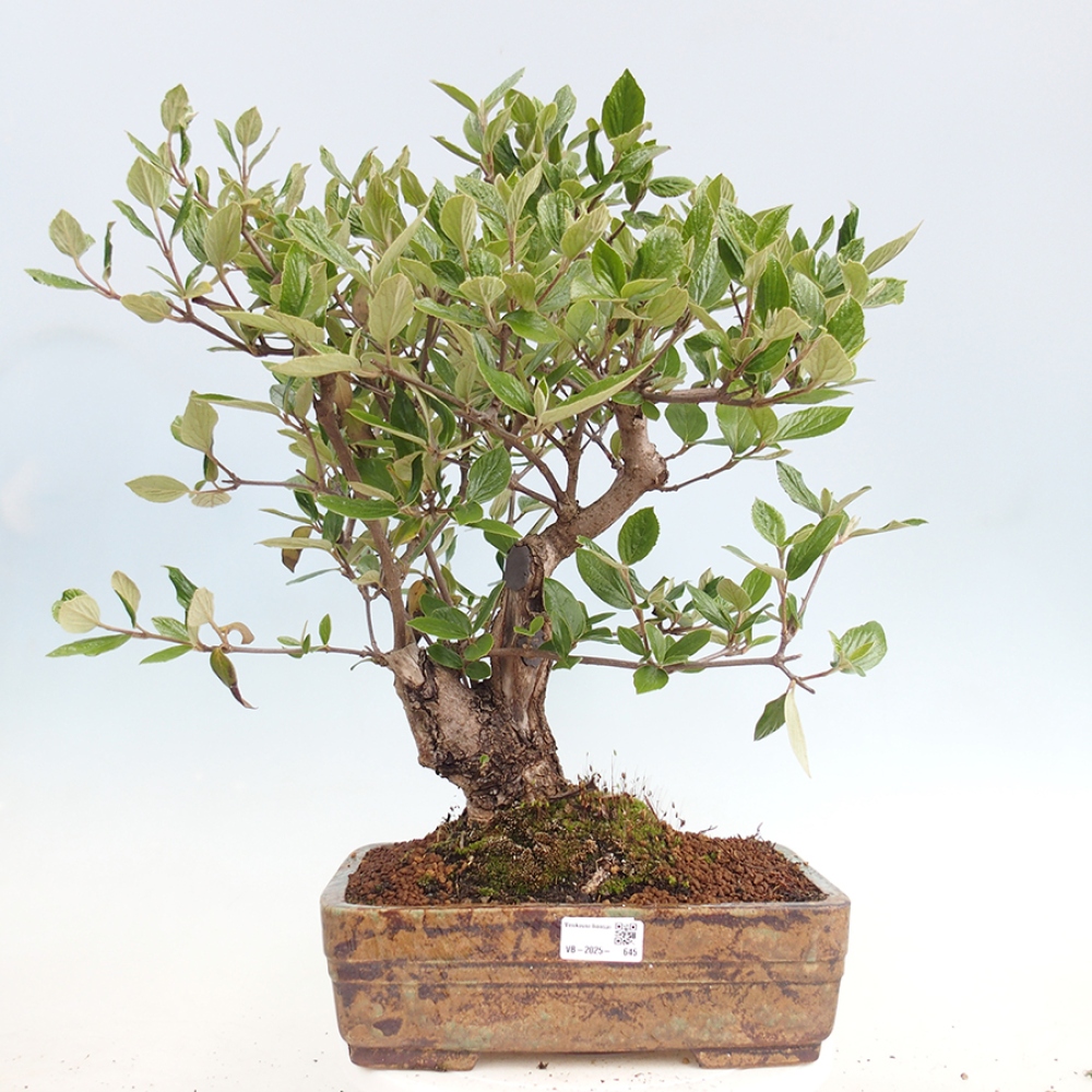 Kültéri bonsai-Kalina Bodnanská - Viburum carlesii hemsi