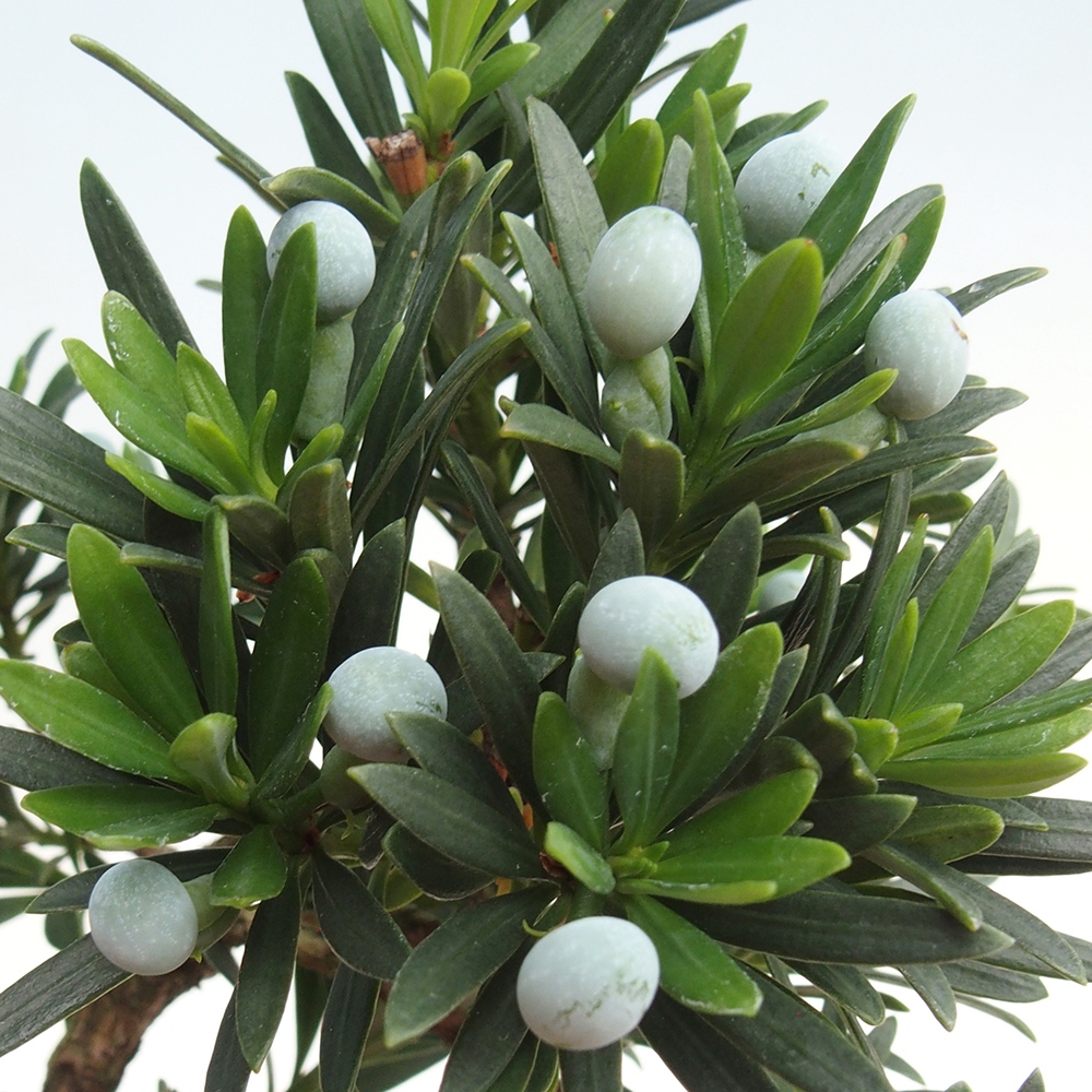 Szobai bonsai - Podocarpus - Kőtiszafa