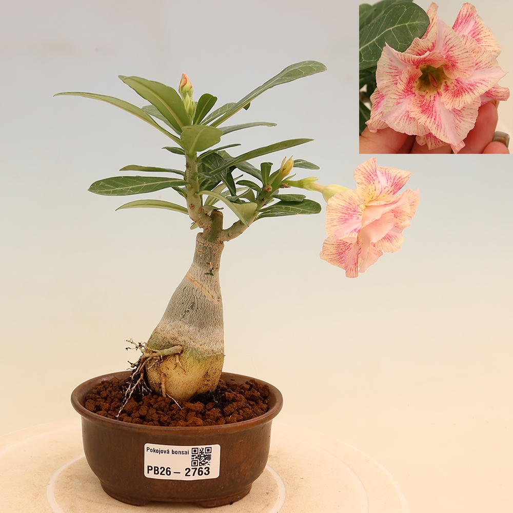 Szobabonsai – Adenium obesum, V.F.S.277-es oltvány – Sivatagi rózsa