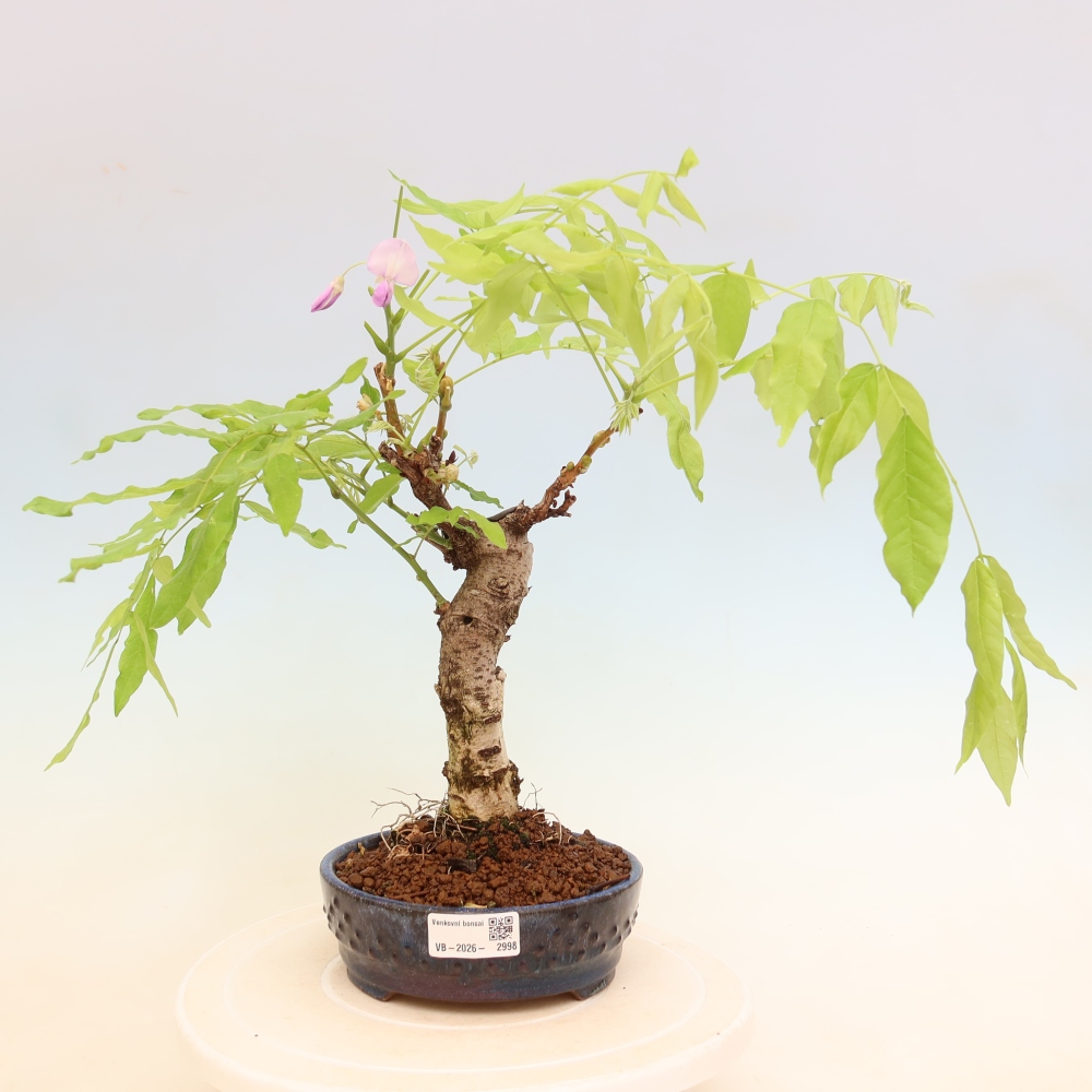 Kültéri bonsai - Wisteria floribunda