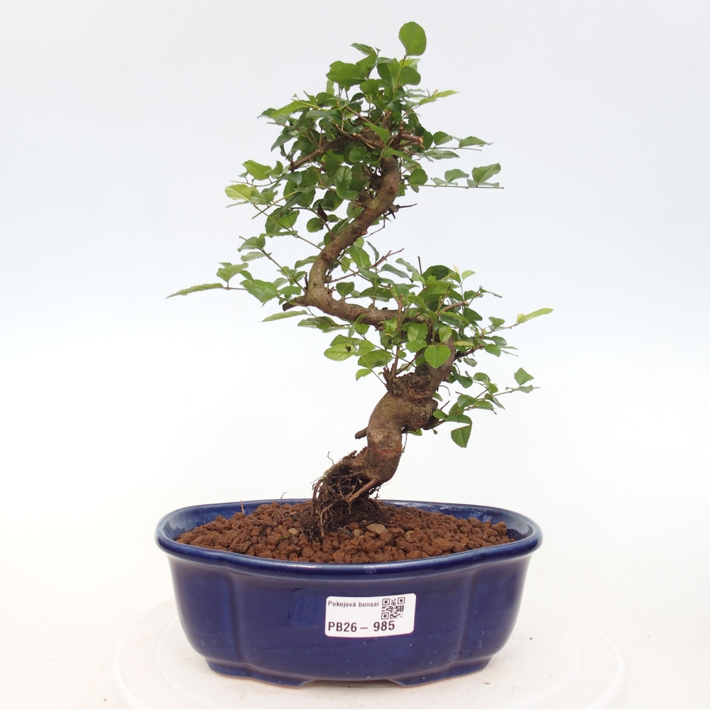Szobai bonsai - Sageretia thea - Sageretia thea