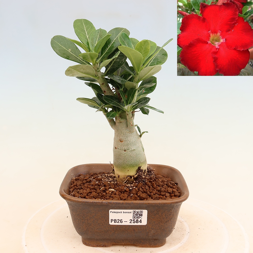 Szobabonsai – Adenium obesum Red Star – Sivatagi rózsa
