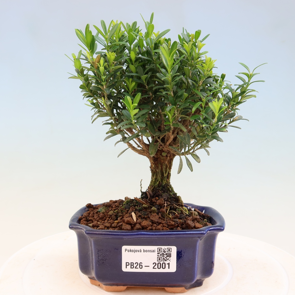 Szobai bonsai - Buxus harlandii - parafa buxus
