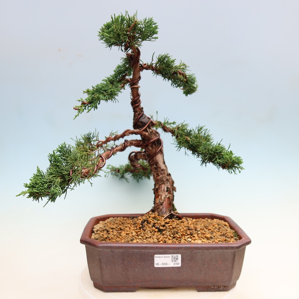 Kültéri bonsai - Juniperus chinensis Kishu
