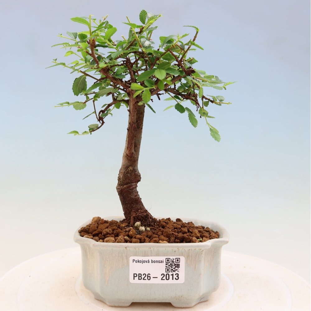 Szobai bonsai - Ulmus parvifolia - Kislevelű szilfa