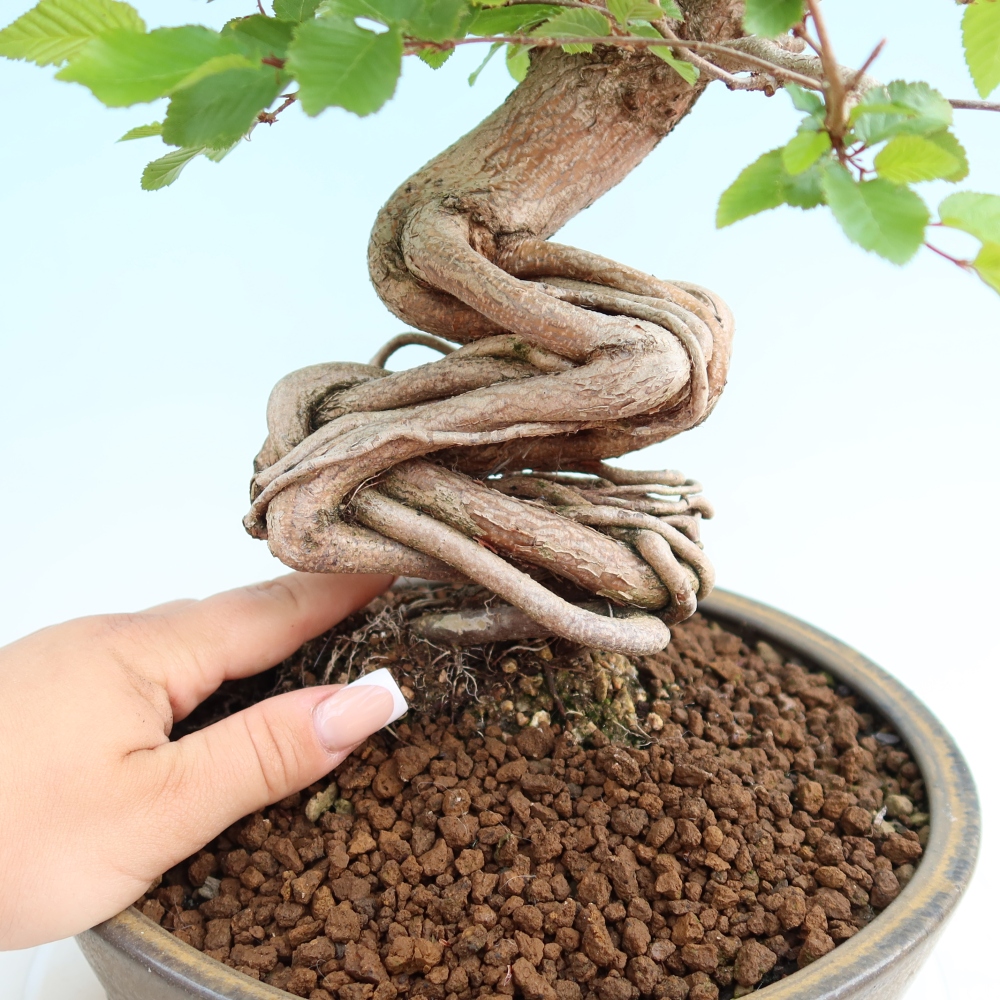 Kültéri bonsai -Carpinus Coreana - Koreai gyertyánfa