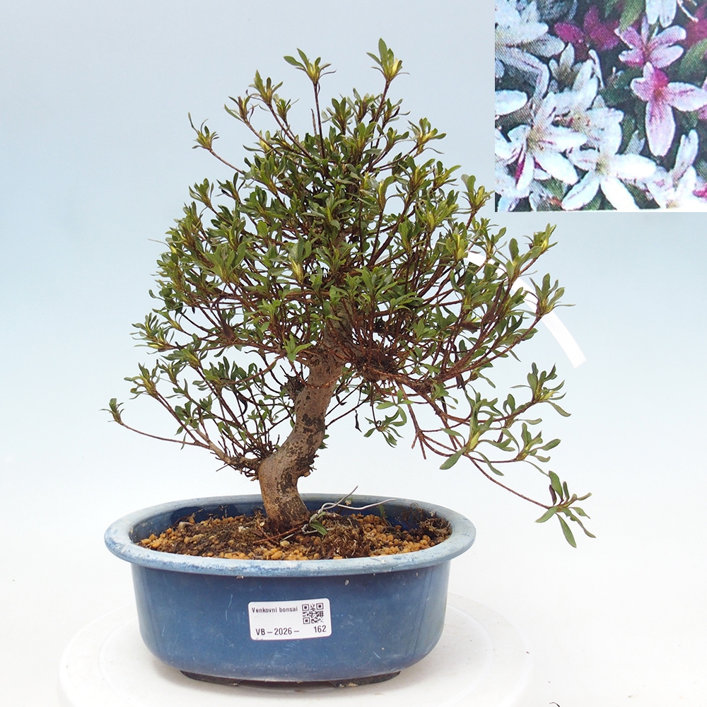 Kültéri bonsai - Japán azálea - Azalea Ryusen