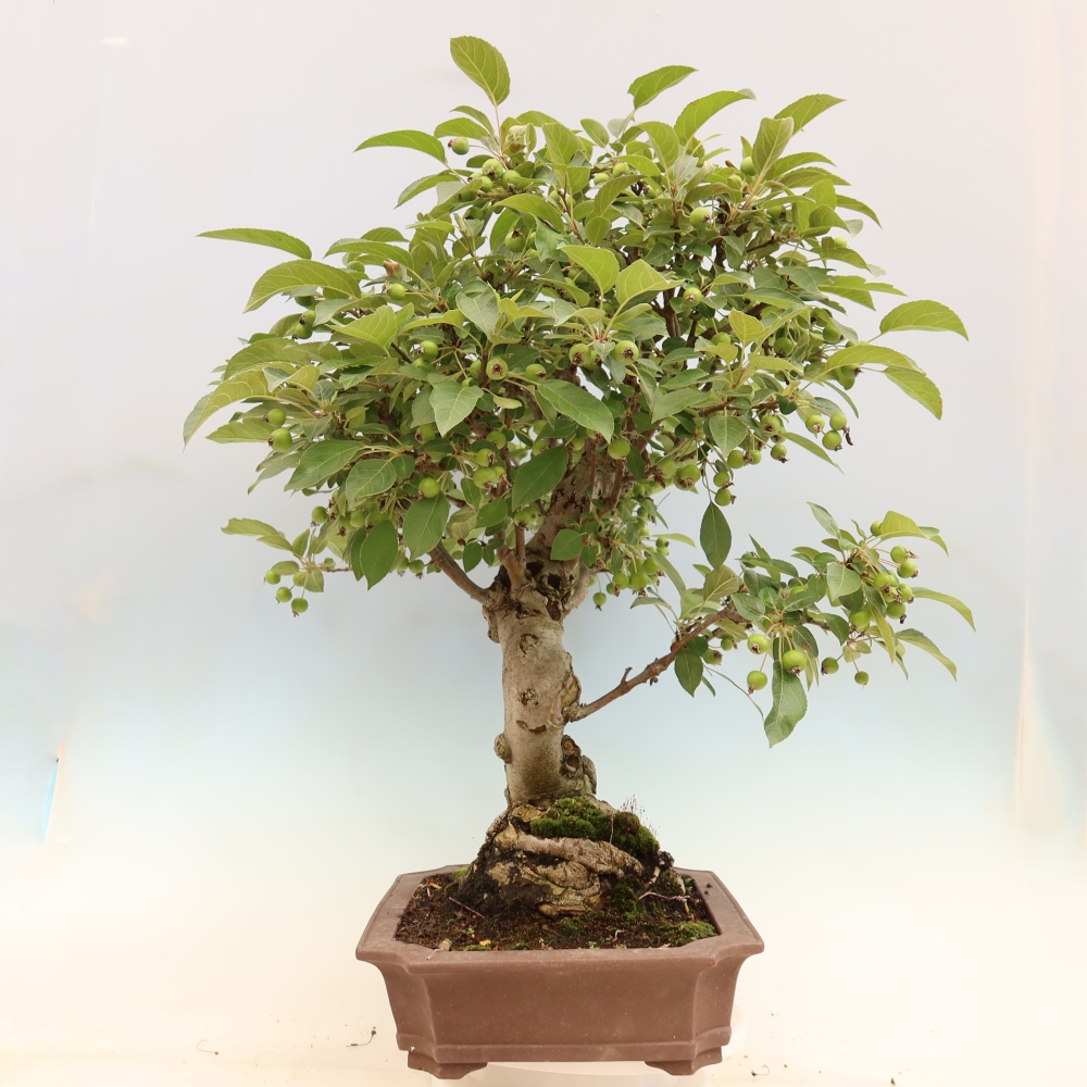 Kültéri bonsai -Malus halliana - Kis gyümölcsű almafa