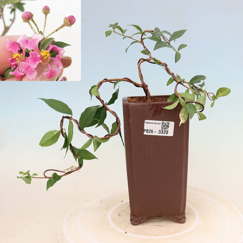 Szobai bonsai – barbadosi cseresznye (Malpighia glabra) 